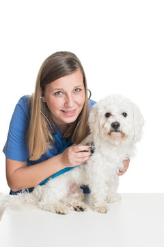 Young female veterinarian examining pet dog