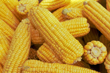 Sweet corn