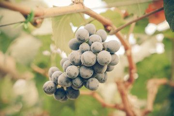 grapes hang from a vine with filter effect retro vintage style
