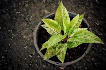 Young tree in the pots