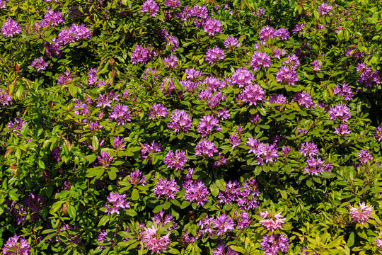 Purple Rhododendron flowers in bloom in an English formal garden