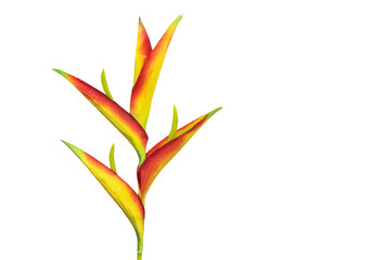 Heliconia flower  isolate on white background