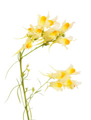 The stems and flowers toadflax close up isolated on white.