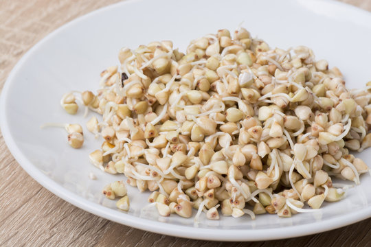 Sprouts of buckwheat groats on dish