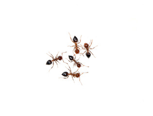ants on a white background