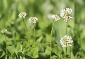 Flower white clover.