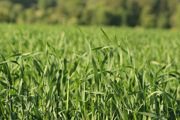 Pure green grass in a field