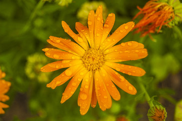 Macro orange flower top view on blur background