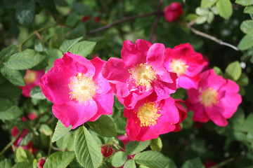 Obraz premium Delicate floral background. Pink dogrose 