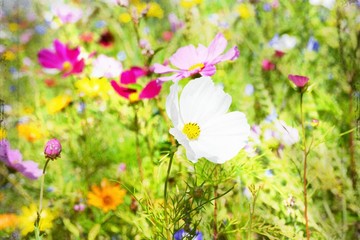 Grußkarte - Blumenwiese - Sommerblumen