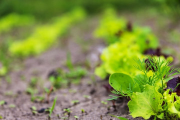 lettuce leaves on a vegetable garden