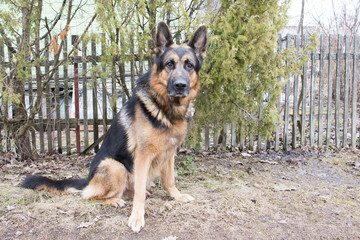 German shepherd dog is guarding an important object