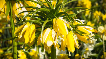 Meer aus Blumen im Botaniska trädgarden - Göteborg, Schweden.