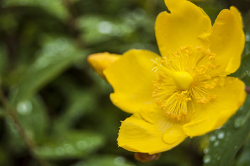 Macro Yellow flowers on green blur background