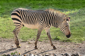 Obraz na płótnie Canvas zebra wild animal