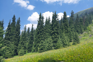 tree nature landscape summer mountain