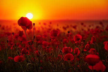 Fototapeta na wymiar Kwiaty maków na tle zachodzącego słońca