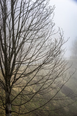 Obraz premium Calm, Tranquil Nature Scenic of Bare Deciduous Tree on Hillside in Foggy Rural Countryside on Gloomy Overcast Day