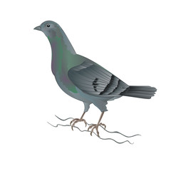 Carrier pigeon breeding dove sports bird vector illustration