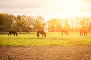 Horses walking on the grass at the horse farm, rural landscape