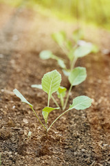 Closeup of newly planted broccoli seedlings