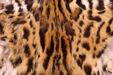 textured detail  skin or fur asian goldden cat or Temminck's cat