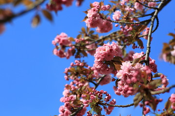Blossom  almonds Paris 