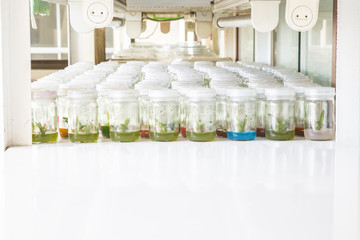 Many plant tissue culture orchid in bottle with selective focus