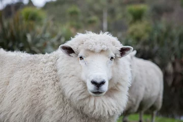 Papier Peint photo autocollant Moutons gros plan de moutons mérinos dans une ferme d& 39 élevage en nouvelle-zélande