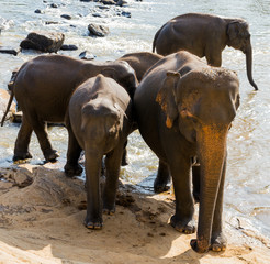 elephant orphanage, Sri lanka