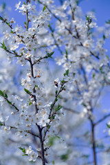 Spring flowers blooming fruit tree wallpaper