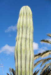 Giant Organ Pipe cactus on Fuerteventura, Canary Islands, Spain