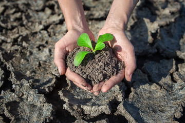 Female hands holding tree growing on cracked earth,environmental problems,love nature,growing tree on crack ground