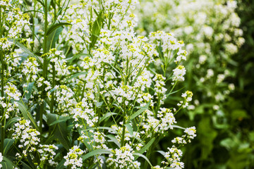 Horseradish blooming in garden, small white flowers.