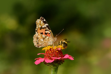 Schmetterlinge 121