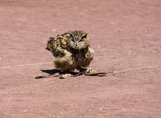 Owl -  bird from the order Strigiformes