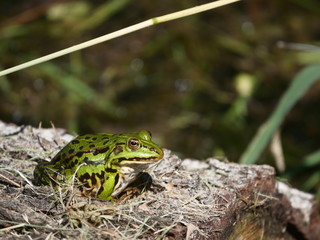 sitting green frog