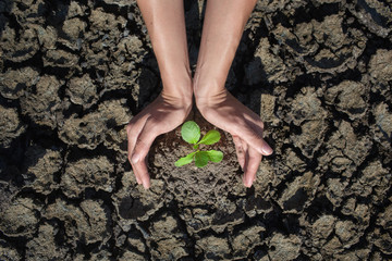 Female hands holding tree growing on cracked earth,environmental problems,love nature,growing tree on crack ground