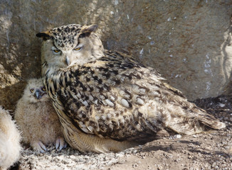 Птица сова. Самка с птенцом.