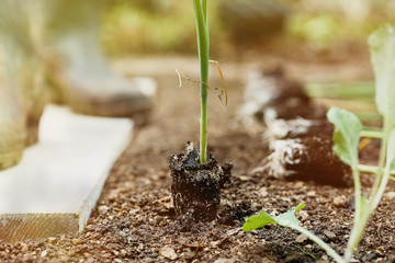 Leek seedlings lying on freshly ploughed garden bed