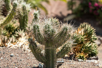 Beautiful Succulent Cactus Plants in Garden