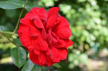 Kletterrose - Rote Rosenblüte erblüht im Garten