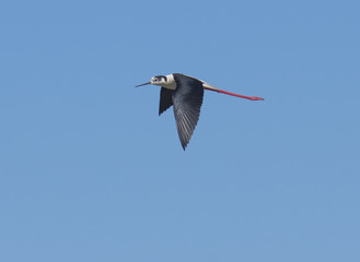 Black Winged Stilt in flight