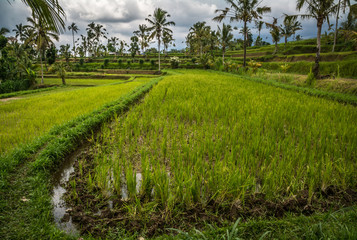 Rizières en terrasse, Bali