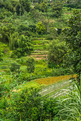 Rizières en terrasse, Bali