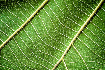 leaf texture. Abstract leaf background. Close up of leaf texture