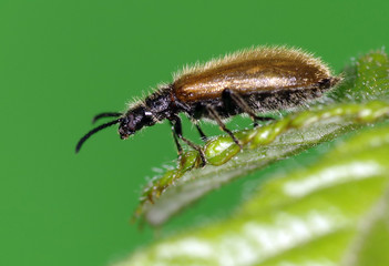 Lagria hirta beetle