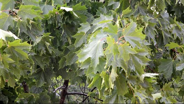 maple leaves in the rain