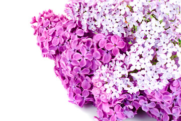 Spring Flowers of Lilac