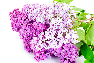 Spring Flowers of Lilac